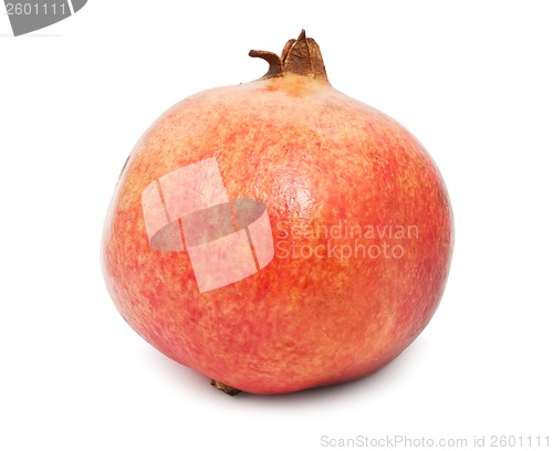 Image of Pomegranate