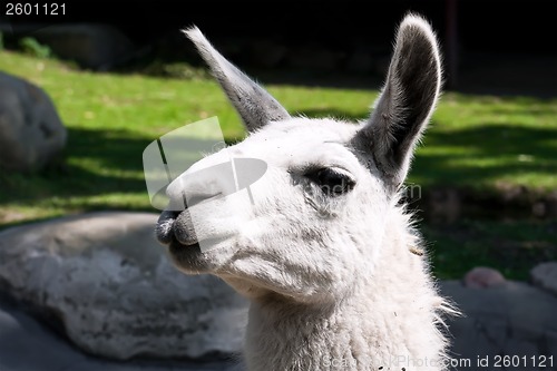 Image of Llama