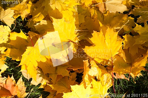 Image of Autumn