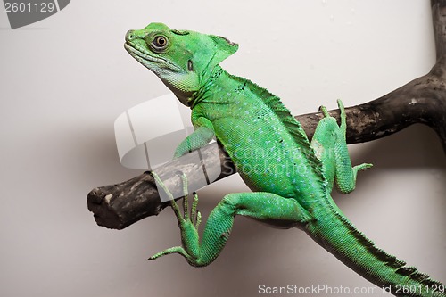 Image of Plumed basilisk