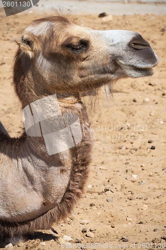 Image of Camel