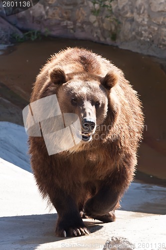 Image of Bear