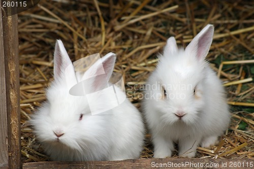 Image of baby rabbits