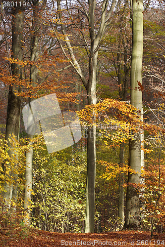 Image of Autumn forest