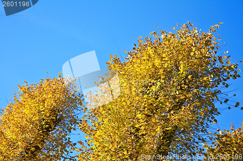 Image of Autumn forest