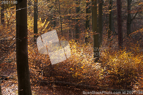 Image of Autumn forest