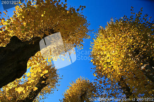 Image of Autumn leaves