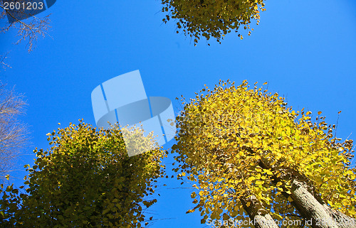 Image of Autumn leaves