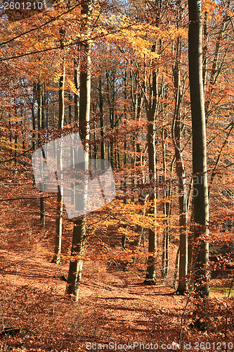 Image of Autumn forest