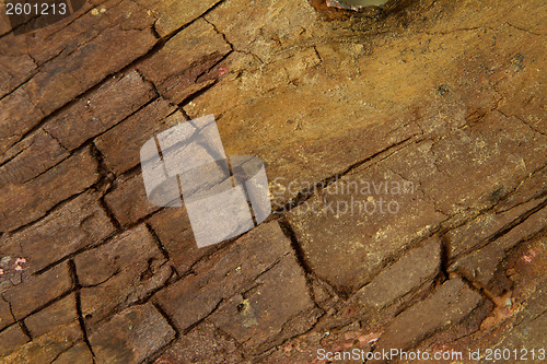 Image of Tree close up that can be used as background picture