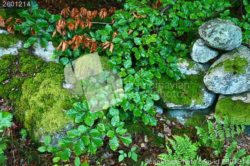 Image of Nature in south Sweden