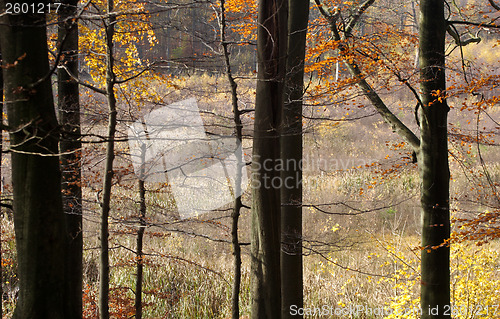 Image of Autumn forest