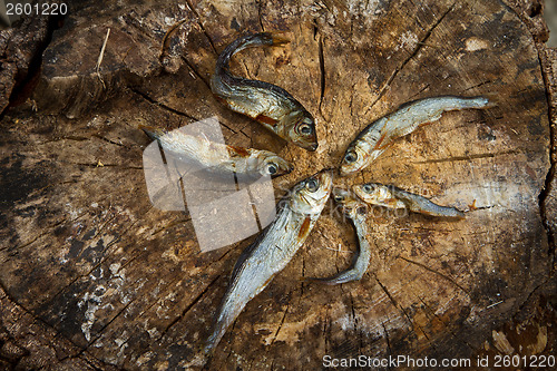 Image of Small dried fishes forming a star