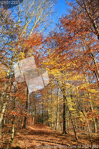 Image of Autumn forest