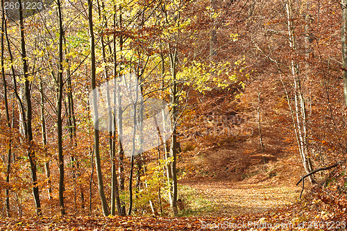 Image of Autumn forest