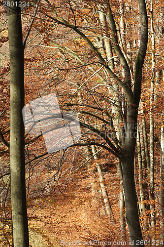 Image of Autumn forest
