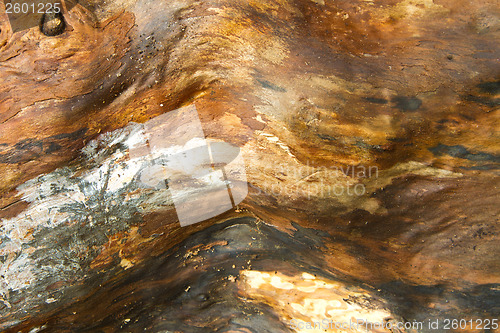 Image of Tree close up that can be used as background picture