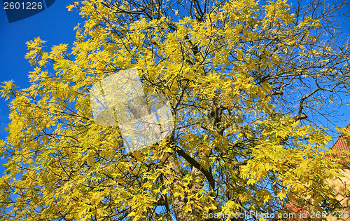 Image of Autumn forest