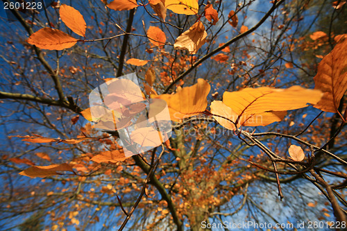 Image of Autumn forest 