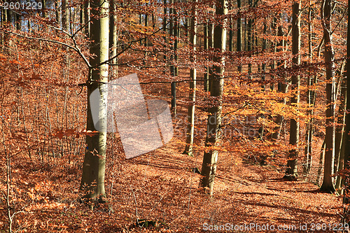 Image of Autumn forest