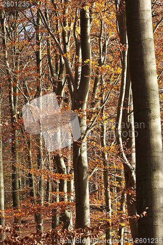 Image of Autumn forest