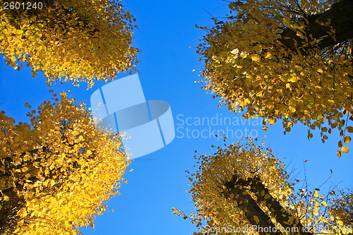 Image of Autumn leaves