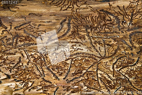 Image of Tree close up that can be used as background picture
