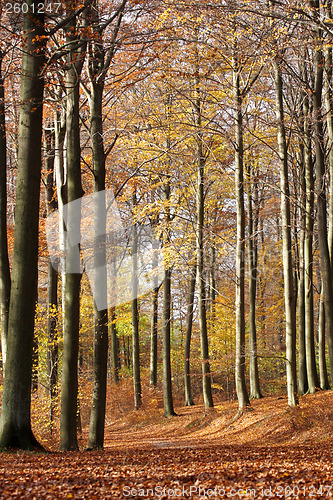 Image of Autumn forest