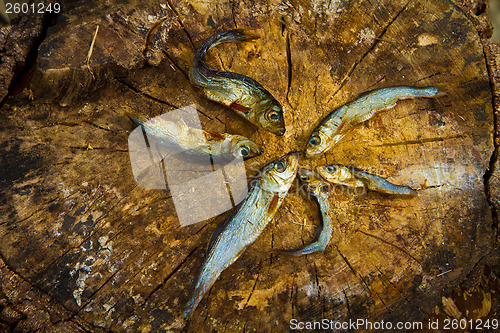 Image of Small dried fishes forming a star