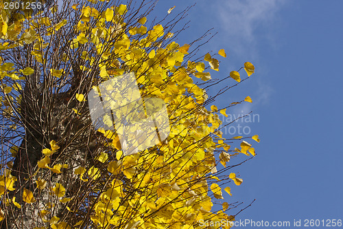 Image of Autumn forest