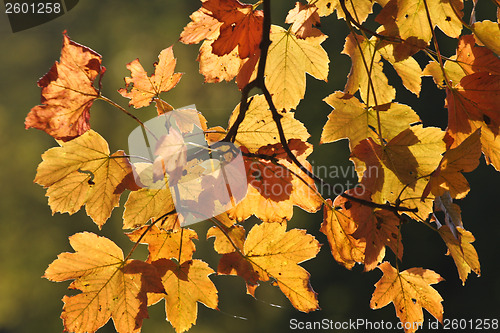 Image of Autumn forest