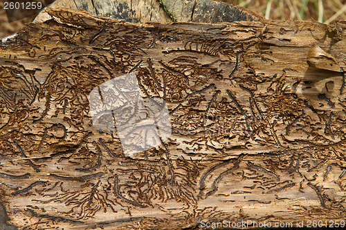 Image of Tree close up that can be used as background picture