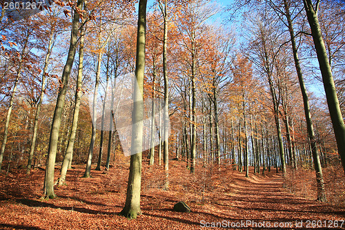 Image of Autumn forest pople