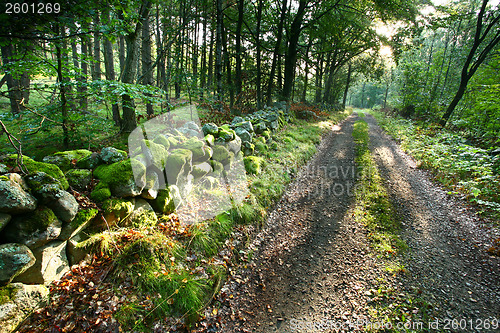 Image of Nature in south Sweden