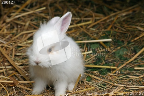 Image of baby rabbit