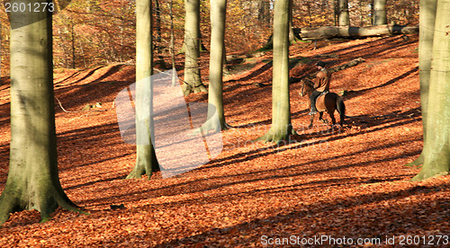 Image of ride in a forest