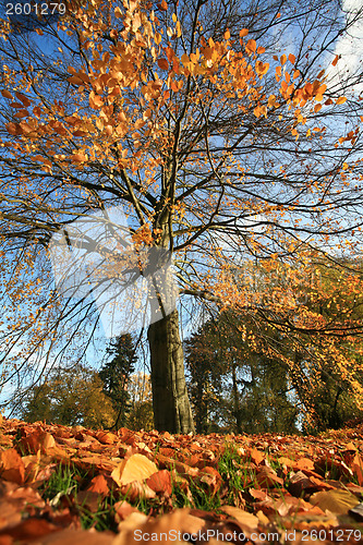 Image of Autumn forest