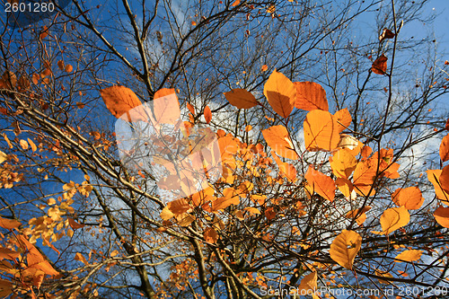 Image of Autumn forest 