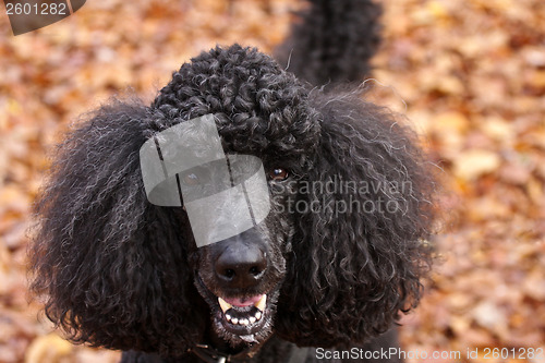 Image of Dogs