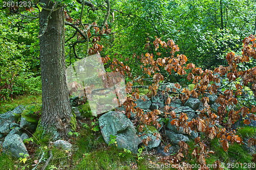 Image of Nature in south Sweden