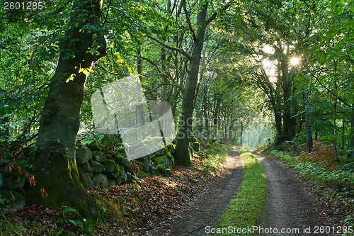 Image of Nature in south Sweden