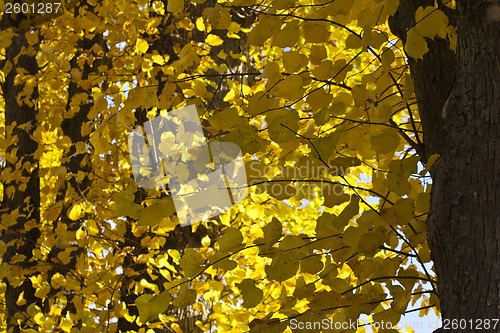 Image of Autumn forest