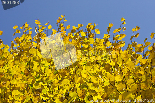 Image of Autumn forest