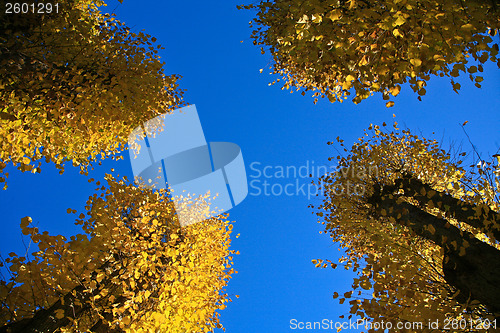 Image of Autumn leaves