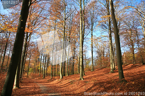 Image of Autumn forest