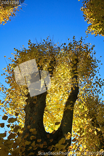 Image of Autumn leaves