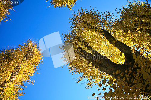 Image of Autumn leaves