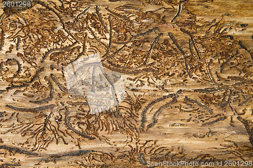 Image of Tree close up that can be used as background picture