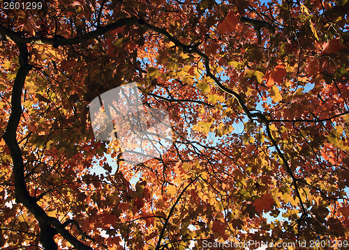 Image of Autumn forest