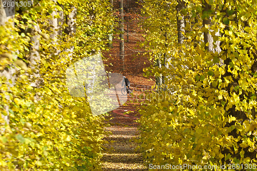 Image of Autumn forest